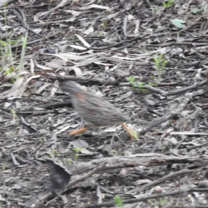 Turnix varius at Myall Park, NSW - 18 Sep 2022