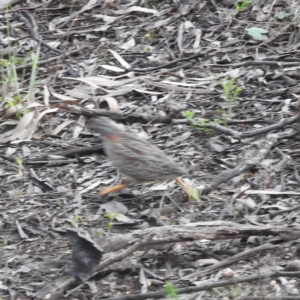 Turnix varius at Myall Park, NSW - 18 Sep 2022 07:37 AM