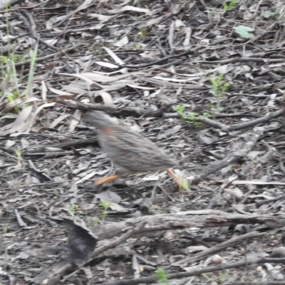 Turnix varius (Painted Buttonquail) at Myall Park, NSW - 18 Sep 2022 by HelenCross