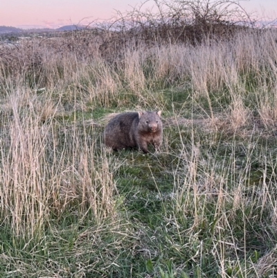 Vombatus ursinus (Common wombat, Bare-nosed Wombat) at Molonglo Valley, ACT - 19 Sep 2022 by teeniiee