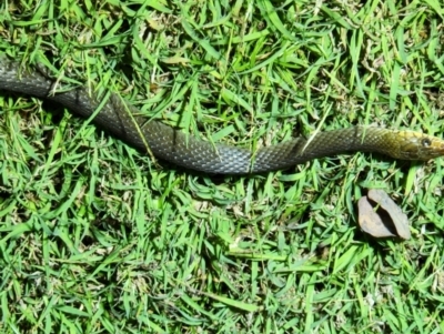 Tropidonophis mairii subsp. mairii (keelback, freshwater snake) at Kununurra, WA - 19 Sep 2022 by AaronClausen