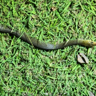 Tropidonophis mairii (Keelback, Freshwater Snake) at Kununurra, WA - 19 Sep 2022 by AaronClausen