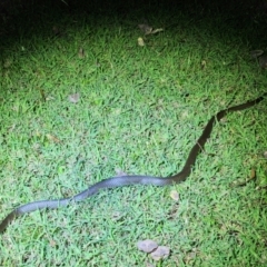 Tropidonophis mairii at Kununurra, WA - 19 Sep 2022