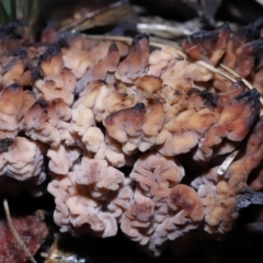 Clavulina vinaceocervina (Dark-tipped Coral) at ANBG - 19 Aug 2022 by TimL