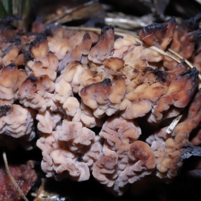 Clavulina vinaceocervina (Dark-tipped Coral) at ANBG - 19 Aug 2022 by TimL