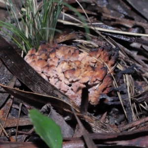 Clavulina vinaceocervina at Acton, ACT - 19 Aug 2022 12:50 PM