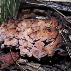 Clavulina vinaceocervina at Acton, ACT - 19 Aug 2022