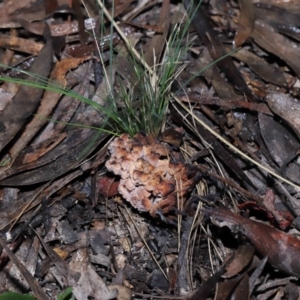 Clavulina vinaceocervina at Acton, ACT - 19 Aug 2022 12:50 PM