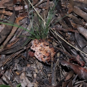 Clavulina vinaceocervina at Acton, ACT - 19 Aug 2022