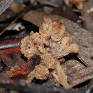 Clavulina vinaceocervina at Acton, ACT - 19 Aug 2022 01:37 PM