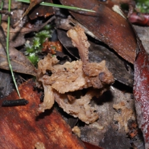 Clavulina vinaceocervina at Acton, ACT - 19 Aug 2022