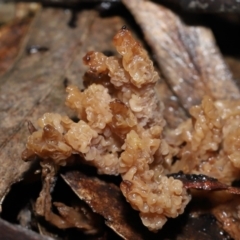 Clavulina vinaceocervina at Acton, ACT - 19 Aug 2022