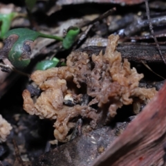 Clavulina vinaceocervina at Acton, ACT - 19 Aug 2022