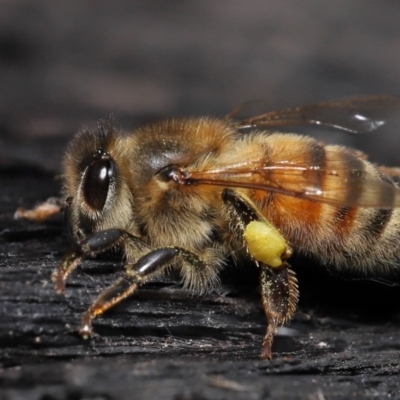 Apis mellifera (European honey bee) at Acton, ACT - 19 Aug 2022 by TimL