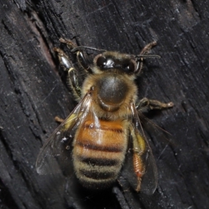 Apis mellifera at Acton, ACT - 19 Aug 2022