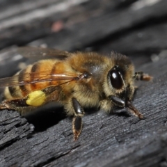 Apis mellifera at Acton, ACT - 19 Aug 2022