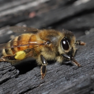 Apis mellifera at Acton, ACT - 19 Aug 2022 12:56 PM