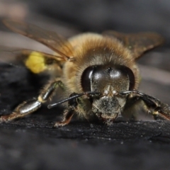 Apis mellifera at Acton, ACT - 19 Aug 2022