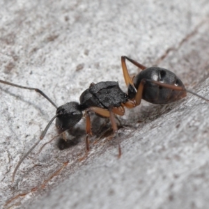 Polyrhachis sp. (genus) at Acton, ACT - 19 Aug 2022