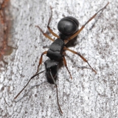 Polyrhachis sp. (genus) at Acton, ACT - 19 Aug 2022 01:51 PM