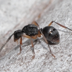 Polyrhachis sp. (genus) at Acton, ACT - 19 Aug 2022