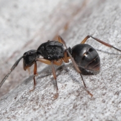 Polyrhachis sp. (genus) at Acton, ACT - 19 Aug 2022 01:51 PM