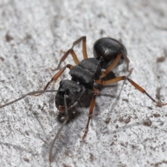 Polyrhachis sp. (genus) at Acton, ACT - 19 Aug 2022