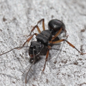 Polyrhachis sp. (genus) at Acton, ACT - 19 Aug 2022 01:51 PM