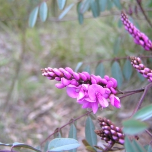 Indigofera australis subsp. australis at Aranda, ACT - 18 Sep 2022 01:37 PM