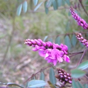 Indigofera australis subsp. australis at Aranda, ACT - 18 Sep 2022