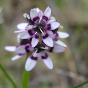 Wurmbea dioica subsp. dioica at Aranda, ACT - 18 Sep 2022 01:39 PM