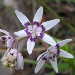 Wurmbea dioica subsp. dioica at Aranda, ACT - 18 Sep 2022 01:39 PM