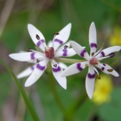 Wurmbea dioica subsp. dioica at Aranda, ACT - 18 Sep 2022 01:39 PM
