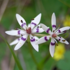 Wurmbea dioica subsp. dioica at Aranda, ACT - 18 Sep 2022 01:39 PM