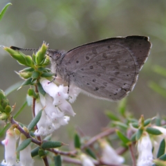 Erina hyacinthina (Varied Dusky-blue) at Aranda Bushland - 18 Sep 2022 by MatthewFrawley