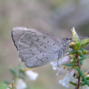 Erina hyacinthina at Aranda, ACT - 18 Sep 2022 01:44 PM