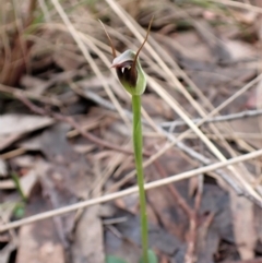 Pterostylis pedunculata (Maroonhood) at Cook, ACT - 8 Sep 2022 by CathB