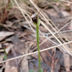 Pterostylis pedunculata at Cook, ACT - suppressed