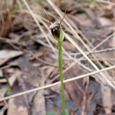 Pterostylis pedunculata (Maroonhood) at Mount Painter - 8 Sep 2022 by CathB