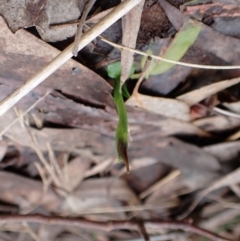 Pterostylis pedunculata at Cook, ACT - 8 Sep 2022