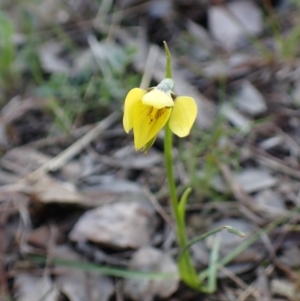 Diuris chryseopsis at Cook, ACT - 19 Sep 2022