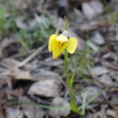 Diuris chryseopsis (Golden Moth) at Mount Painter - 19 Sep 2022 by CathB