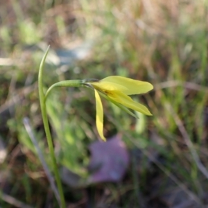 Diuris chryseopsis at Cook, ACT - 19 Sep 2022