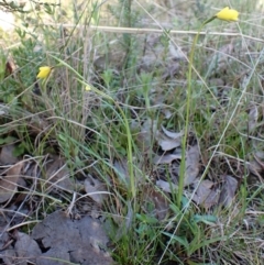 Diuris chryseopsis at Cook, ACT - 19 Sep 2022