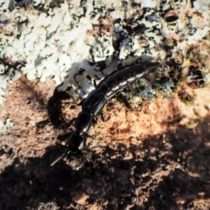 Staphylinidae (family) at Cook, ACT - 19 Sep 2022 05:00 PM