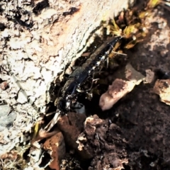 Staphylinidae (family) at Cook, ACT - 19 Sep 2022 05:00 PM