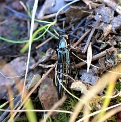 Staphylinidae (family) at Cook, ACT - 19 Sep 2022 05:00 PM