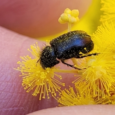 Heteronyx dimidiatus (Dimidiatus scarab beetle) at O'Connor, ACT - 20 Sep 2022 by trevorpreston