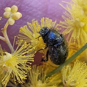 Heteronyx sp. (genus) at O'Connor, ACT - 20 Sep 2022