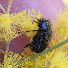 Heteronyx sp. (genus) at O'Connor, ACT - 20 Sep 2022